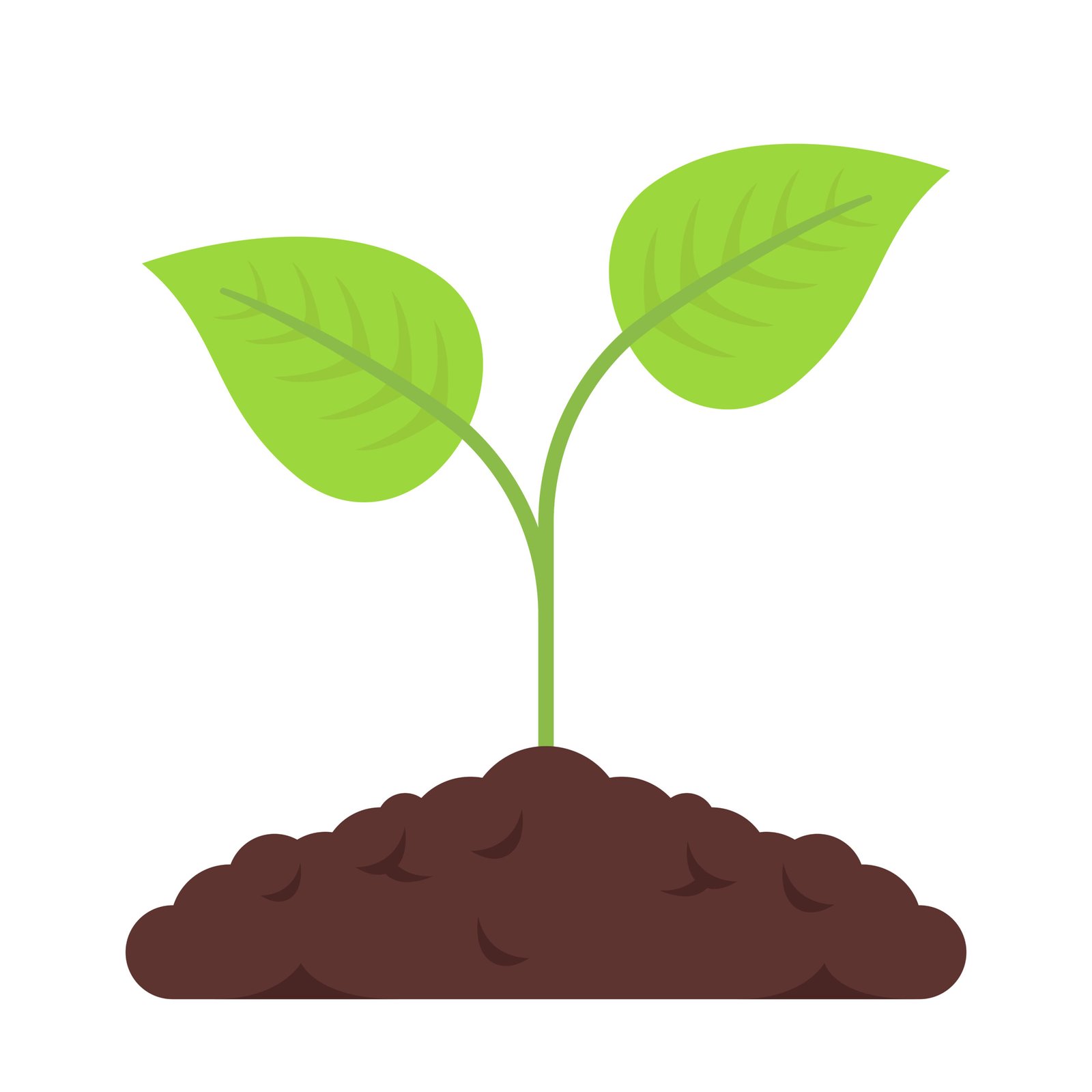 plant_growing laverie_automatique_archiprorpe